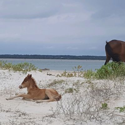 wild horse and foal on beach