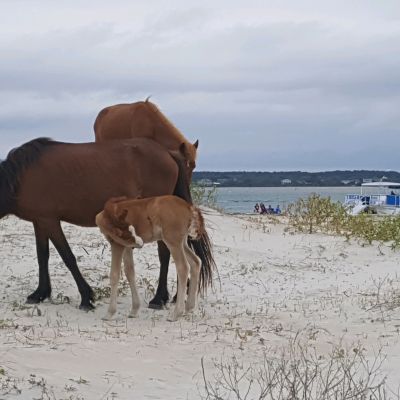 wild horses and foal eating grass on beach