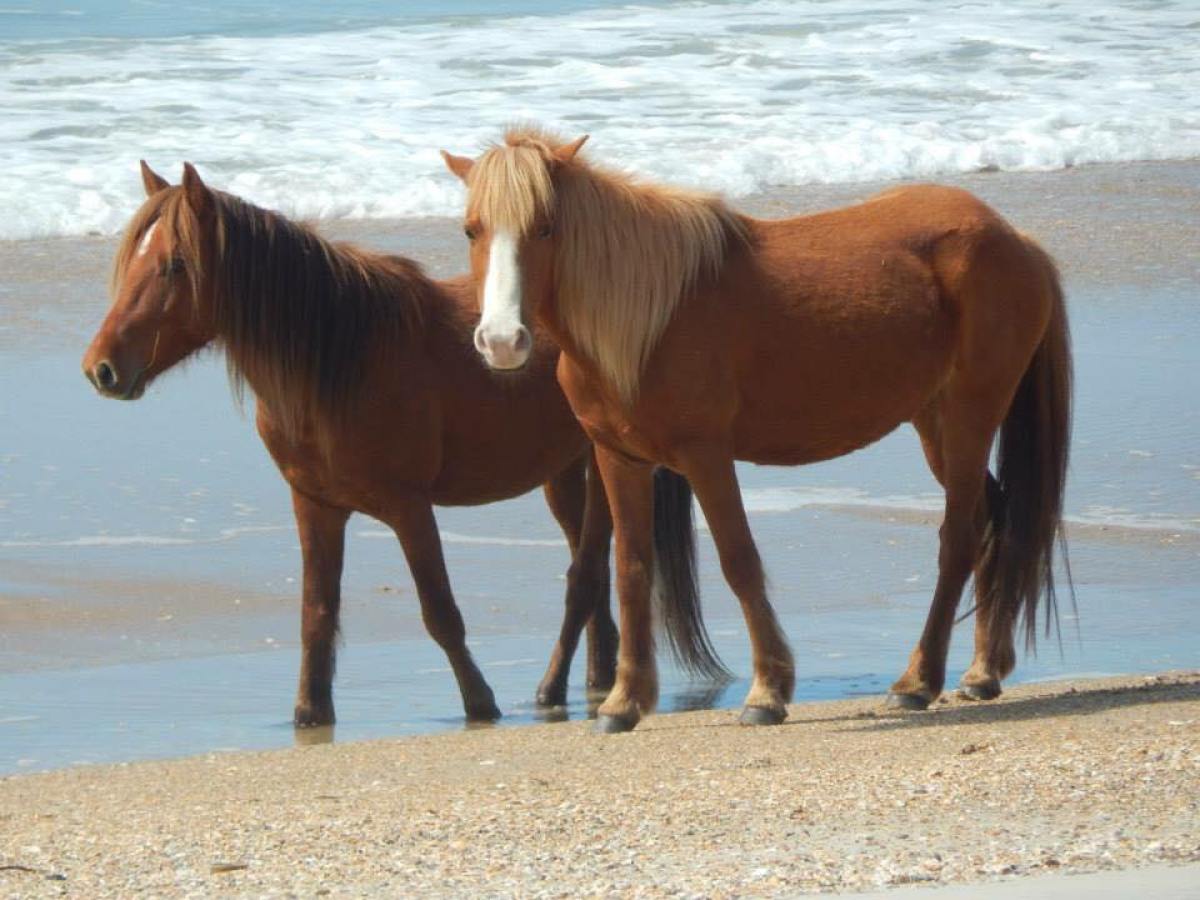 wild horses on beach