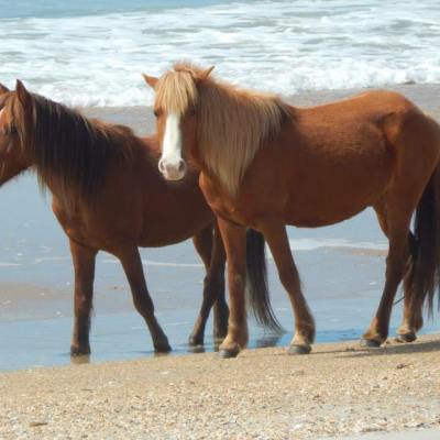 wild horses on beach