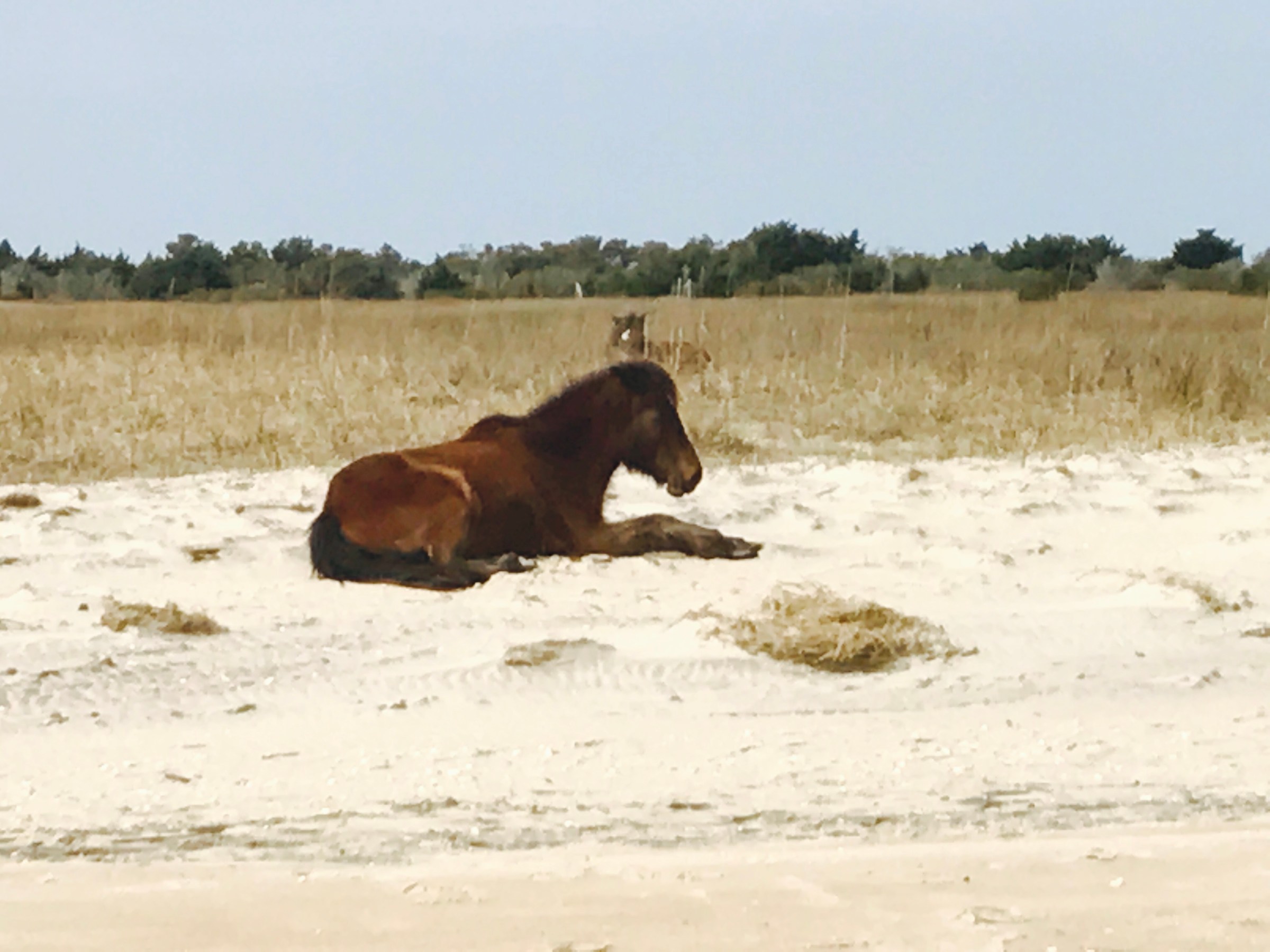 wild horse resting on beach