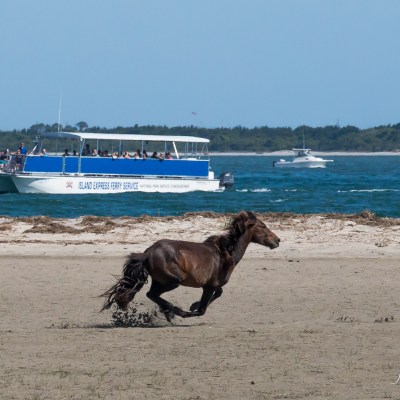 wild horse running on beach with Island Express Ferry in background