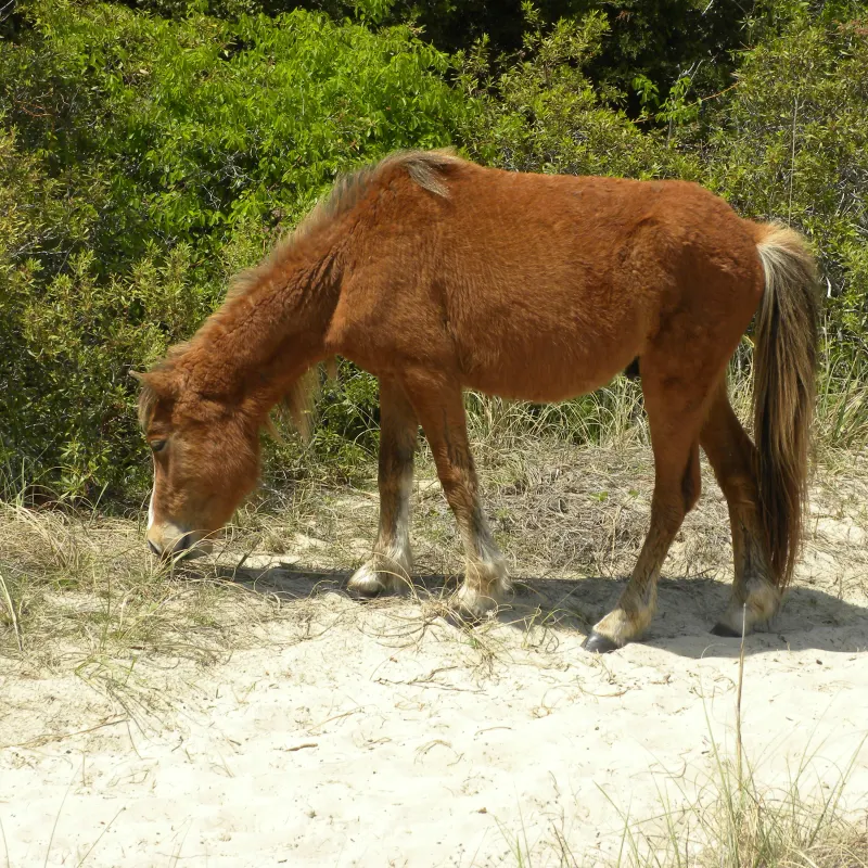 wild horse eating grass
