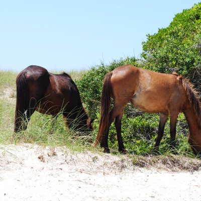 wild horses eating grass