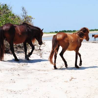 wild horses on beach