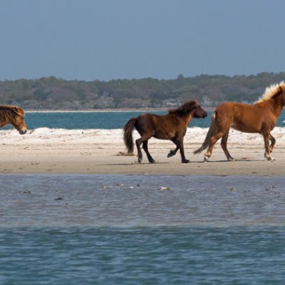 wild horses running on beach