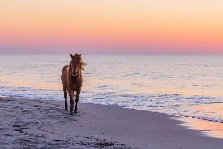 A horse walks along a beach at sunset with orange and pink sky.