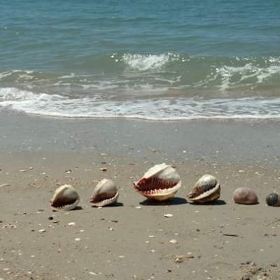 shells on beach