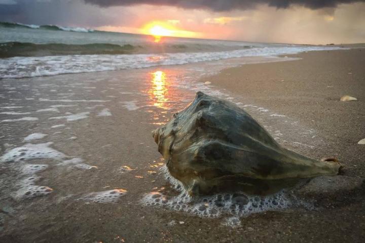 conch shell on beach