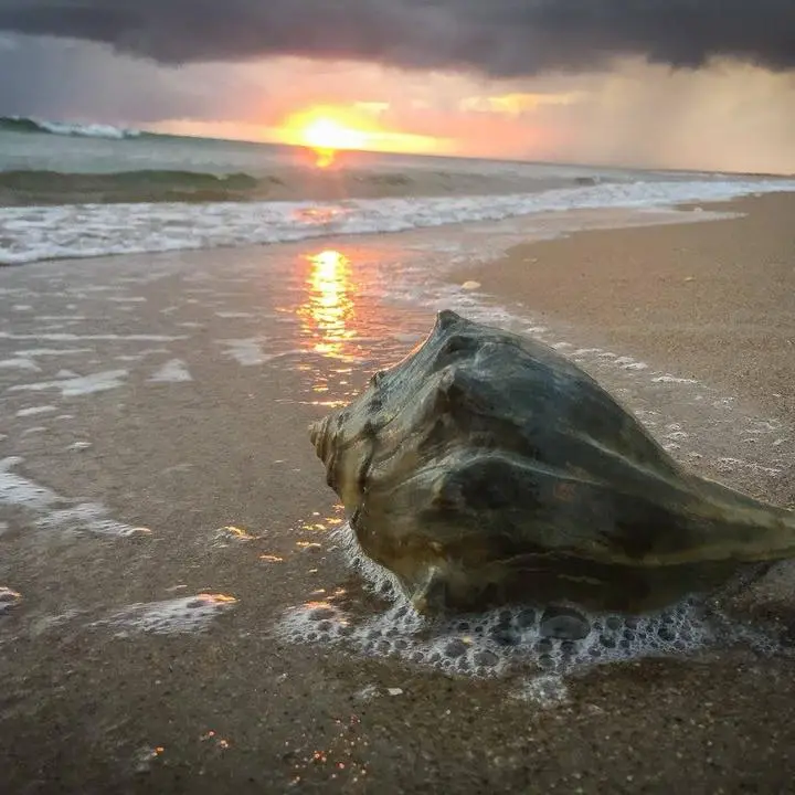 conch shell on beach