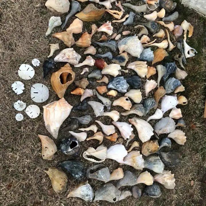 collection of shells from Cape Lookout national seashore