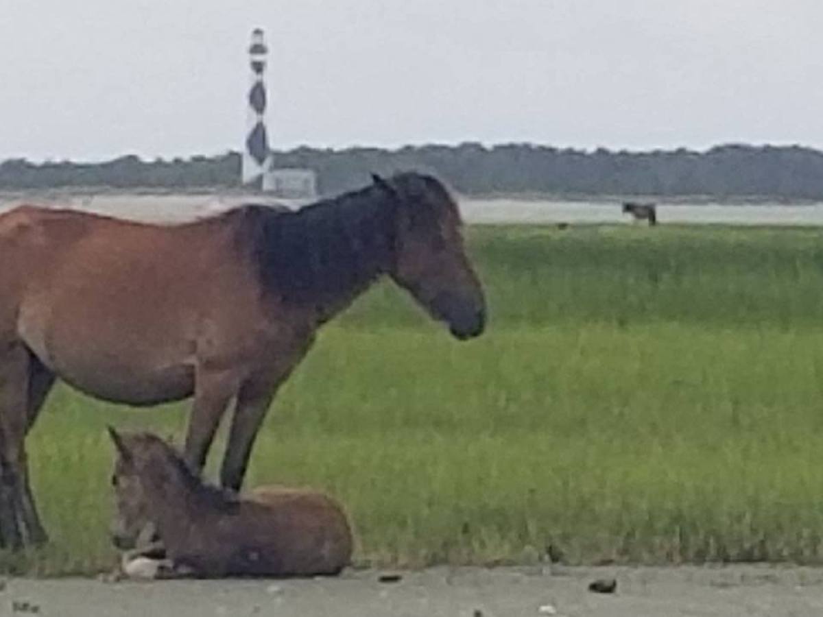 wild horses on shackleford banks