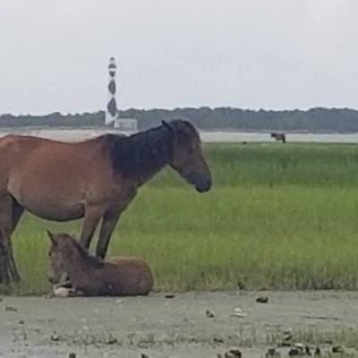 wild horses on shackleford banks