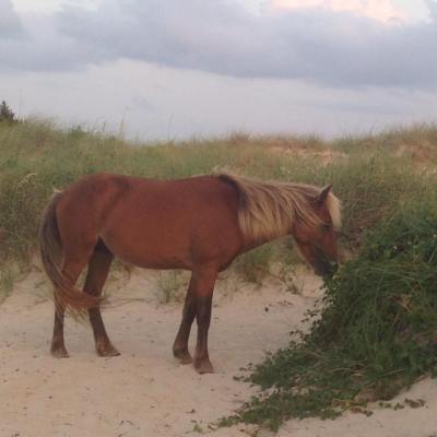 wild horse on beach