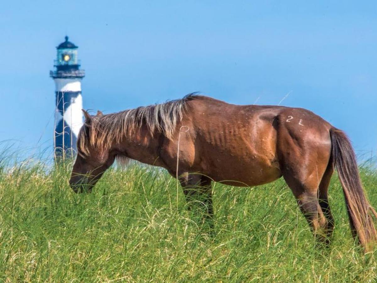 wild horse with Cape Lookout lighthouse