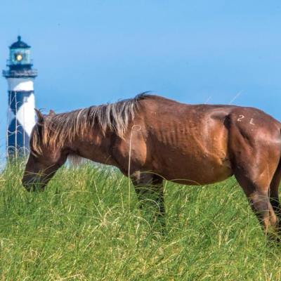 wild horse with Cape Lookout lighthouse