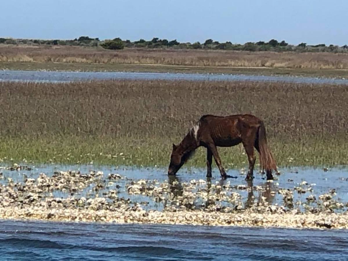 wild horse on beach