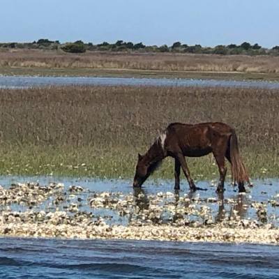 wild horse on beach