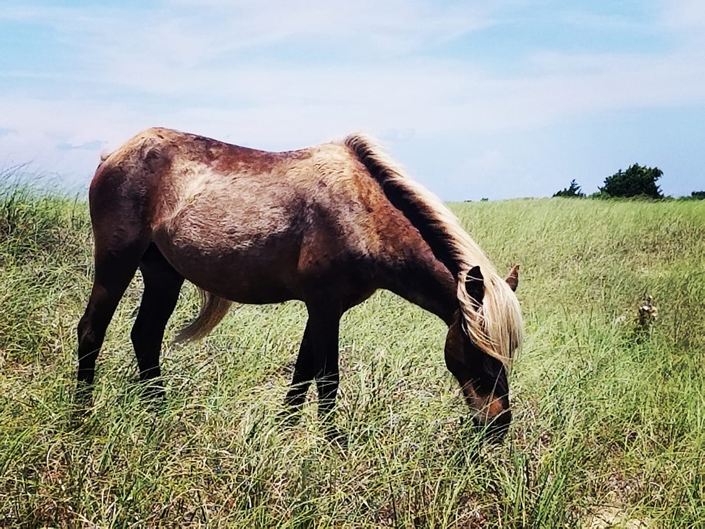wild horse in grass