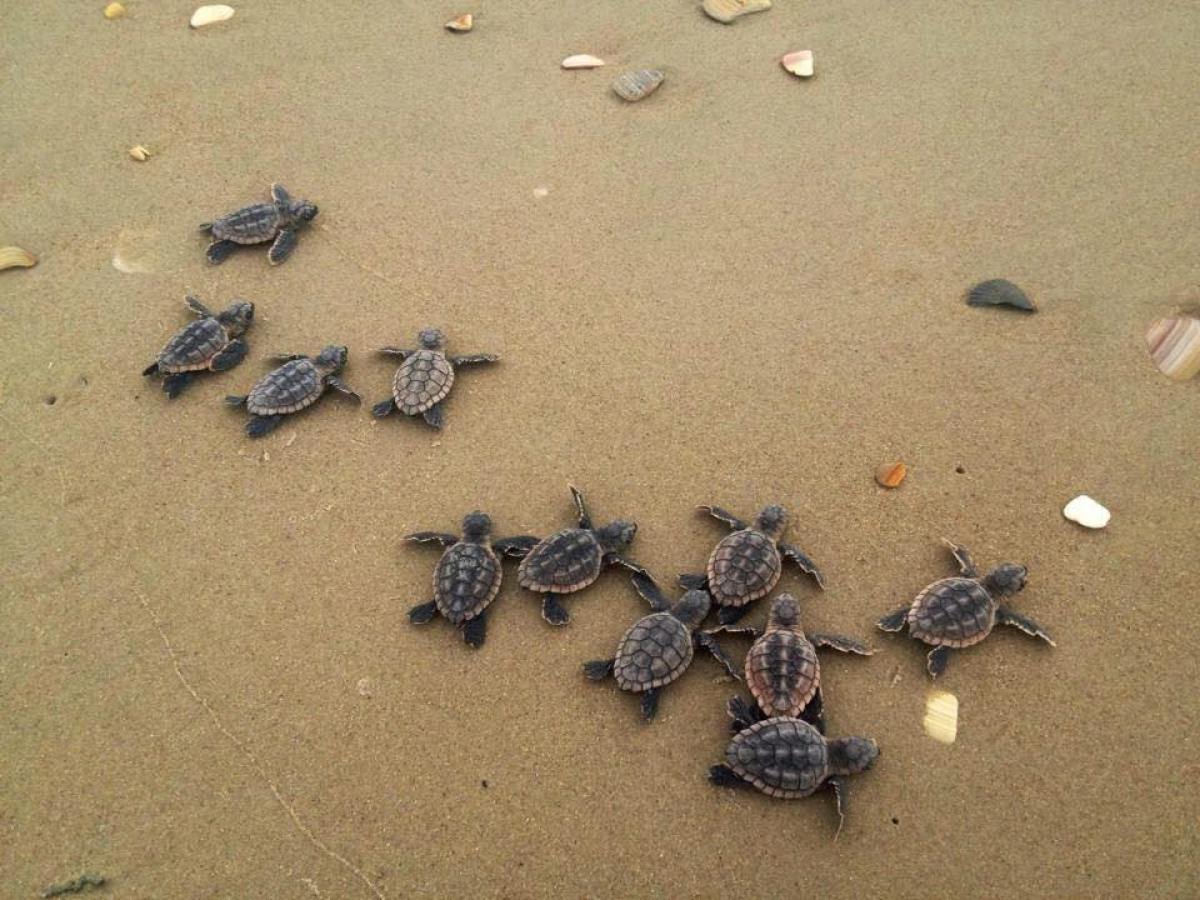 sea turtles on beach