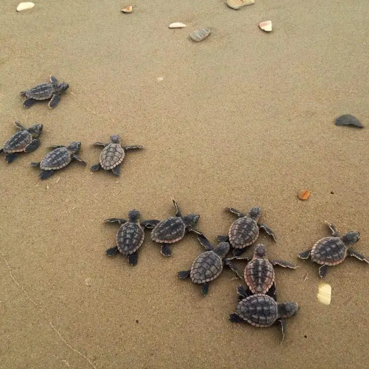 sea turtles on beach
