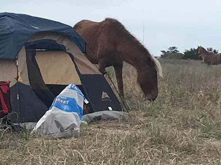 tent on beach