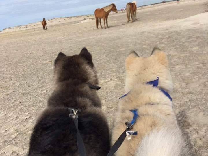 dogs on beach with wild horses