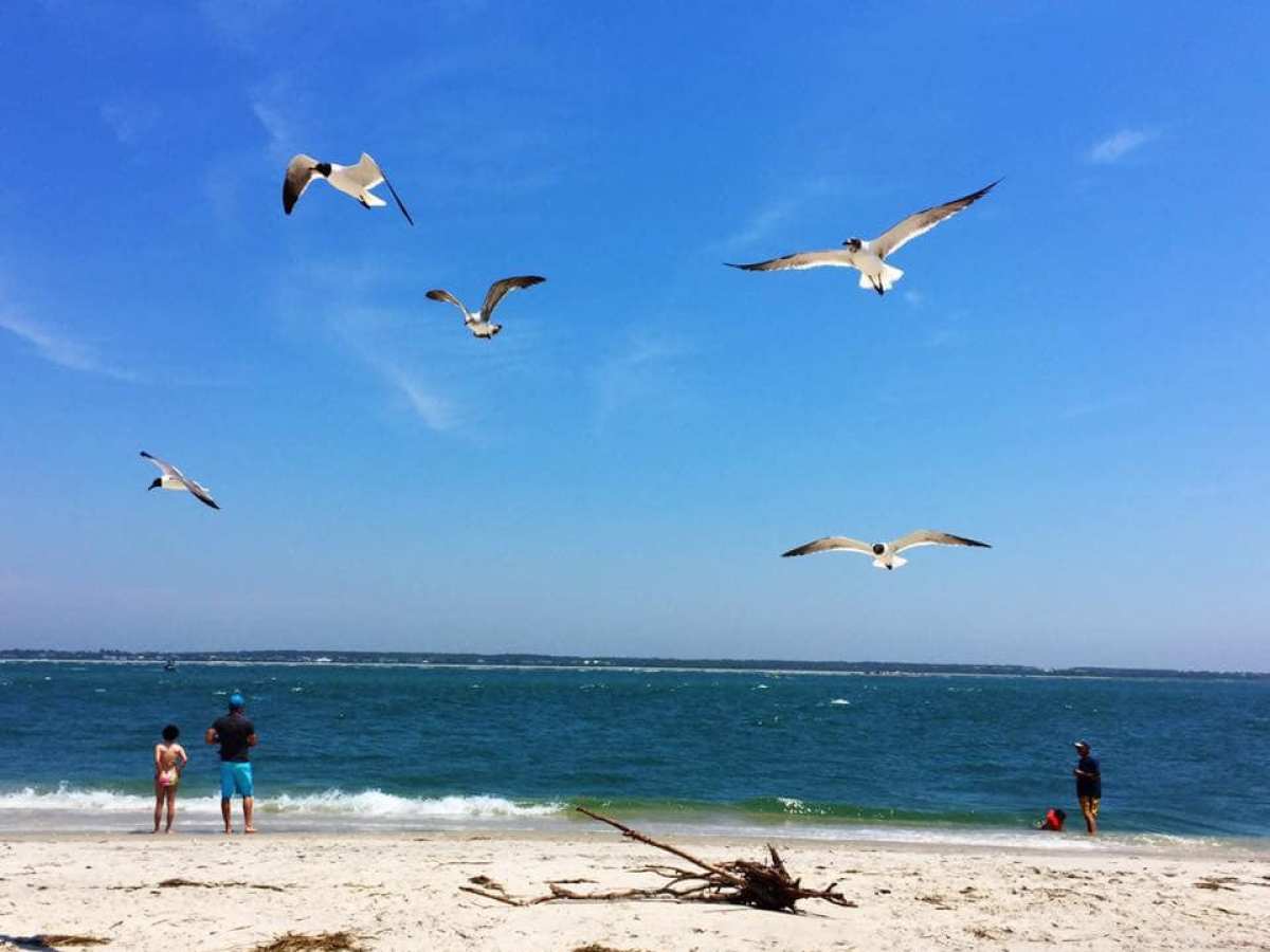 birds and people on beach