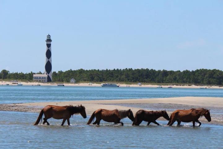 wild horses in ocean