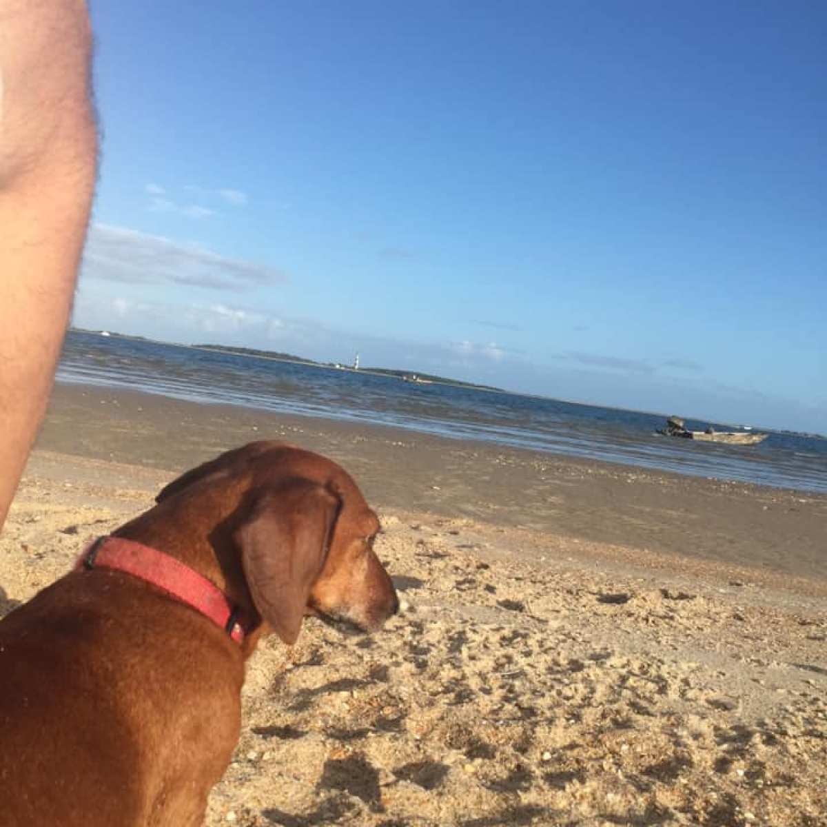 dog on beach