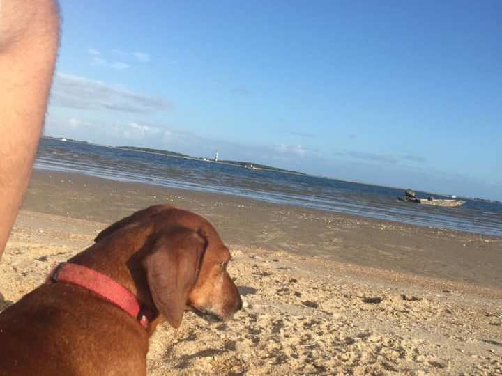 dog on beach