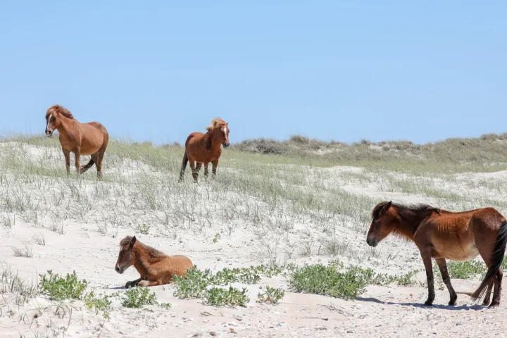 a group of cattle standing on top of a field