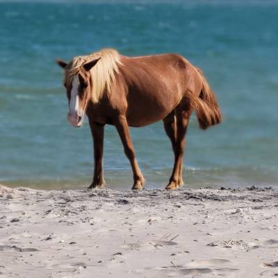 a brown horse standing on top of a sandy beach