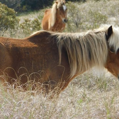 a brown horse standing on top of a grass covered field