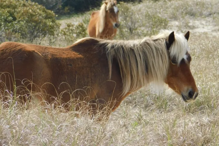 a brown horse standing on top of a grass covered field
