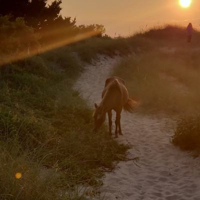 a horse standing in front of a sunset