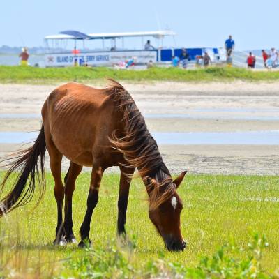 a brown horse grazing in a field