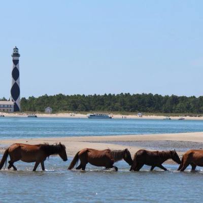 a herd of cattle standing on top of a body of water